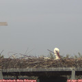 09_35-mast.jpg