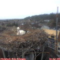 09_35-nest.jpg