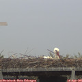 09_40-mast.jpg