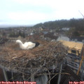09_45-nest.jpg
