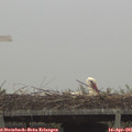 09_50-mast.jpg