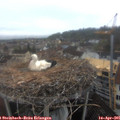 09_50-nest.jpg