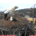 10_00-nest.jpg