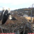 10_05-nest.jpg