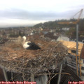 10_15-nest.jpg