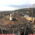 10_20-nest.jpg