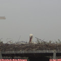 10_35-mast.jpg