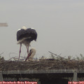 10_50-mast.jpg