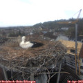 10_55-nest.jpg