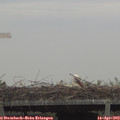 11_00-mast.jpg