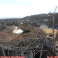 11_00-nest.jpg
