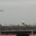 11_05-mast.jpg