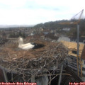 11_05-nest.jpg