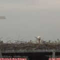 11_10-mast.jpg