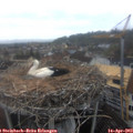 11_10-nest.jpg