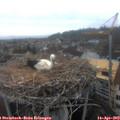 11_15-nest.jpg
