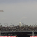 11_20-mast.jpg