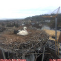 11_20-nest.jpg