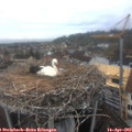 11_25-nest.jpg