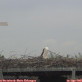 11_30-mast.jpg