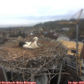 11_30-nest.jpg