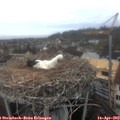 11_35-nest.jpg