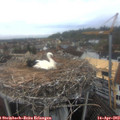 11_40-nest.jpg