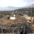 11_45-nest.jpg