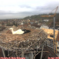 11_50-nest.jpg