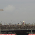 11_55-mast.jpg