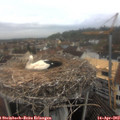 11_55-nest.jpg