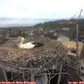 12_00-nest.jpg
