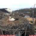 12_05-nest.jpg