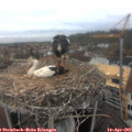 12_15-nest.jpg