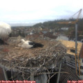 12_20-nest.jpg