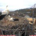 12_25-nest.jpg