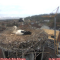12_30-nest.jpg