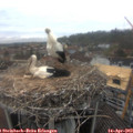 12_35-nest.jpg