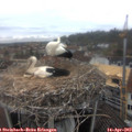 12_40-nest.jpg