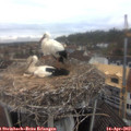 12_45-nest.jpg