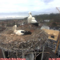 12_50-nest.jpg