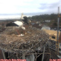 12_55-nest.jpg