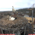 13_00-nest.jpg