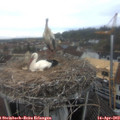 13_05-nest.jpg