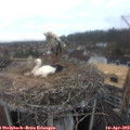 13_10-nest.jpg