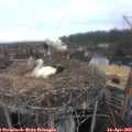 13_15-nest.jpg