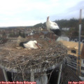 13_35-nest.jpg