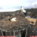13_40-nest.jpg