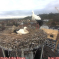 13_45-nest.jpg