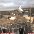 13_50-nest.jpg